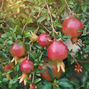 Гранат «Нана»