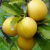 Саженец Алычи Злато Скифов (Средняя/Желтая): фото и описание