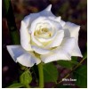 Саженец чайно-гибридной розы Белая лебедь (White Swan): фото и описание