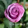 Саженец чайно-гибридной розы Кул Вотер (Cool Water): фото и описание