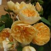 Саженец плетистой розы Золотое руно (Golden Fleece): фото и описание