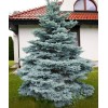 Саженец Ели колючая Мисти Блу (Pungens Misty Blue) (саженец до 25 см): фото и описание