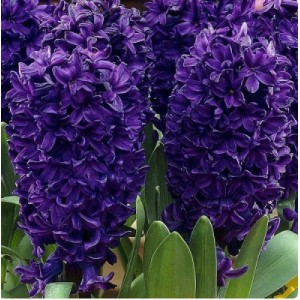 Гиацинт Блю Сапфир