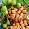 Саженец грецкого ореха Урожайный: фото и описание