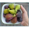 Саженцы инжира комплект из 3-х сортов (Смоковница, Долматский, Крымский черный): фото и описание