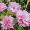 Саженец Клематиса Виолет Элизабет (Violet Elizabeth): фото и описание