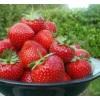 Саженец ремонтантной клубники Мурано (Ранняя): фото и описание