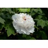 Саженцы пиона древовидный Фрагранд Джед (Fragrant Jade) - 5 шт.: фото и описание