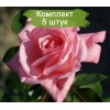 Саженцы плетистой розы Танцующая королева / Дэнсин Куин (Dancing Queen) - 5 шт.: фото и описание