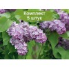 Саженцы сирени Лавандер Леди (Lavander Lady) - 5 шт.: фото и описание