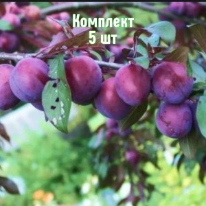 Комплект 5шт / Слива Жигули
