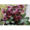 Саженец Морозника Ред Гибридс (Red Hybrids): фото и описание