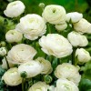 Клубень ранункулюса (Лютик) Вайт (White) : фото и описание