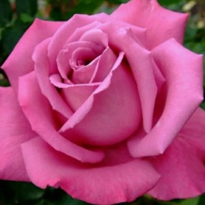 Роза Гранд Гала (чайно-гибридная розовая)