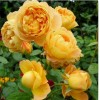 Саженец парковой розы Соломонс Голд (Solomon's Gold): фото и описание