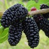Саженец шелковицы Шелли (Shelly): фото и описание