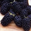 Саженец ежевики Джамбо (Jumbo): фото и описание